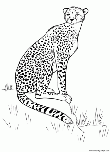 dibujo-de-leopardo-006.gif