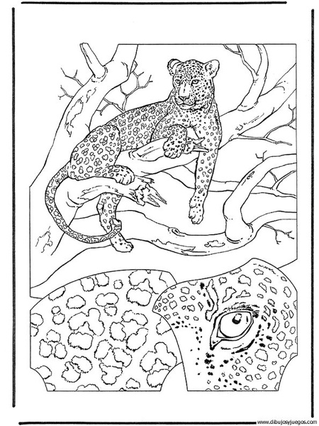 dibujo-de-leopardo-008.jpg