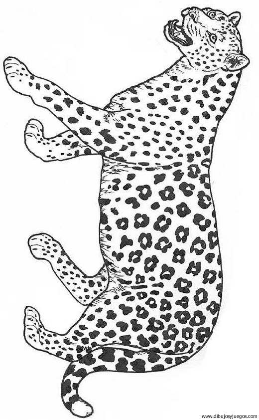 dibujo-de-leopardo-021.jpg