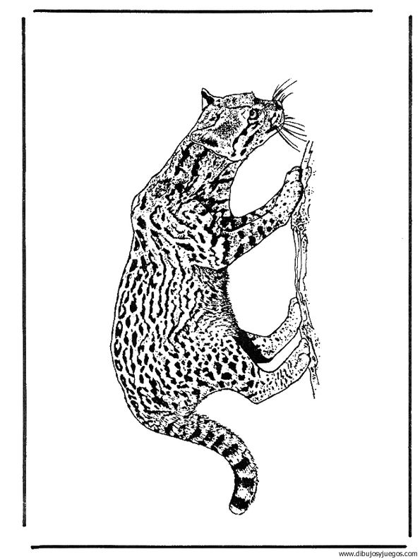 dibujo-de-leopardo-027.jpg