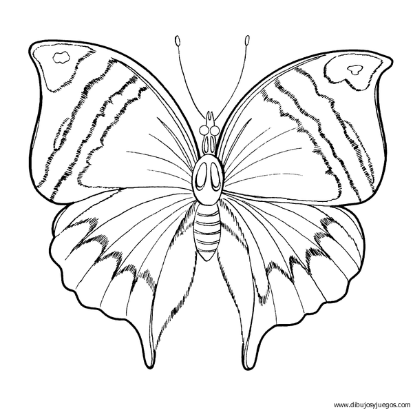 dibujo-de-mariposa-058.gif
