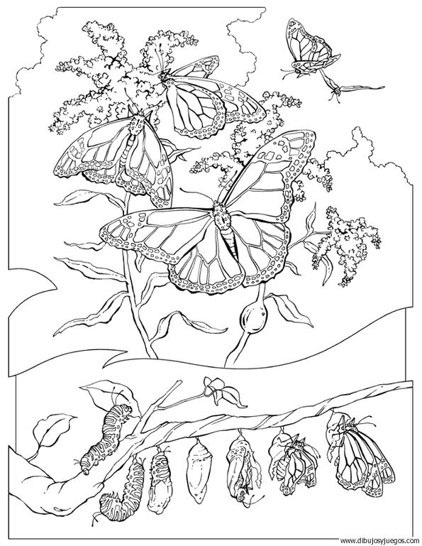 dibujo-de-mariposa-062.jpg