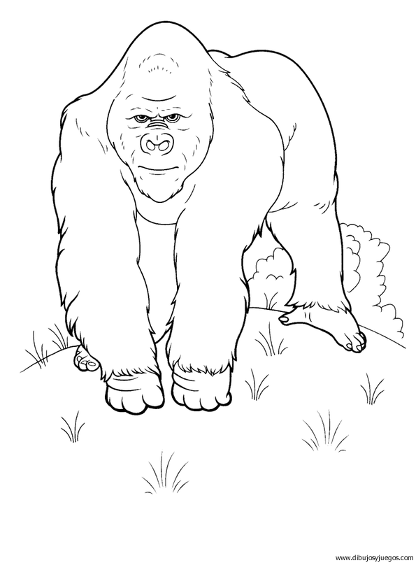 dibujo-de-gorila-002.gif