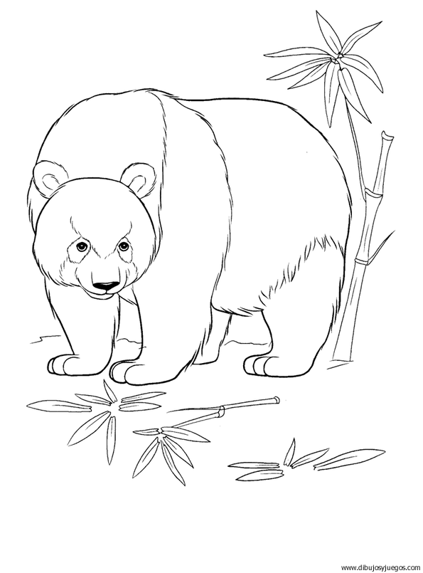 dibujo-de-oso-panda-005.gif