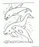 dibujo-de-delfin-003
