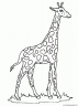 dibujo-de-girafa-033