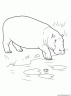 dibujo-de-hipopotamo-012