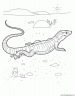 dibujo-de-lagartos-003