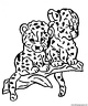 dibujo-de-leopardo-004