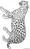 dibujo-de-leopardo-021