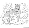 dibujo-de-leopardo-023