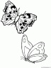 dibujo-de-mariposa-048