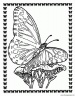 dibujo-de-mariposa-051