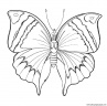 dibujo-de-mariposa-058