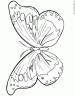 dibujo-de-mariposa-060