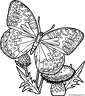 dibujo-de-mariposa-071