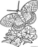 dibujo-de-mariposa-072