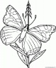 dibujo-de-mariposa-078