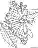 dibujo-de-mariposa-109