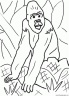 dibujo-de-gorila-004