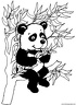 dibujo-de-oso-panda-003