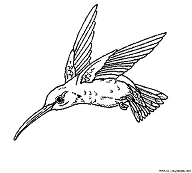 dibujo-de-colibri-002 | Dibujos y juegos, para pintar y colorear