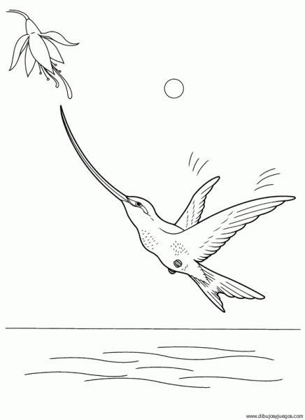 dibujo-de-colibri-005 | Dibujos y juegos, para pintar y colorear