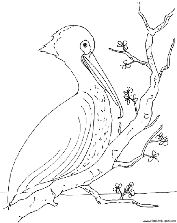 dibujo-de-pelicano-004.gif