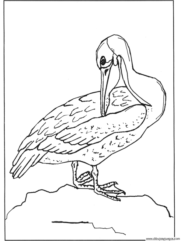 dibujo-de-pelicano-007.gif