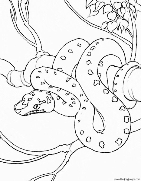 dibujo-de-serpiente-005 | Dibujos y juegos, para pintar y colorear