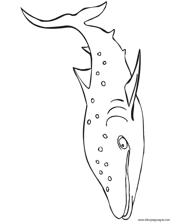 dibujo-de-tiburon-031.gif
