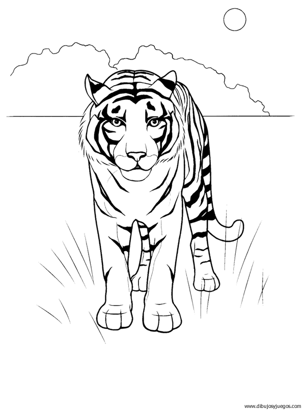 dibujo-de-tigre-019.gif