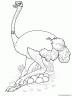 dibujo-de-avestruz-002