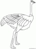dibujo-de-avestruz-003