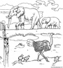 dibujo-de-avestruz-005