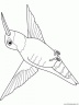 dibujo-de-colibri-003