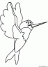 dibujo-de-colibri-004