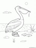 dibujo-de-pelicano-003
