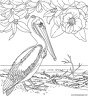 dibujo-de-pelicano-005