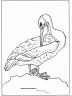 dibujo-de-pelicano-007