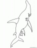 dibujo-de-tiburon-015