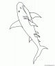 dibujo-de-tiburon-019