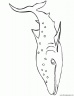 dibujo-de-tiburon-031