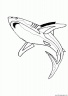 dibujo-de-tiburon-044