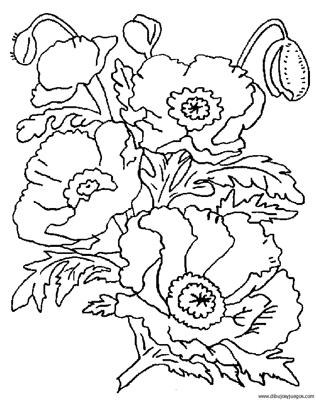 dibujo-flores-amapolas-005.gif