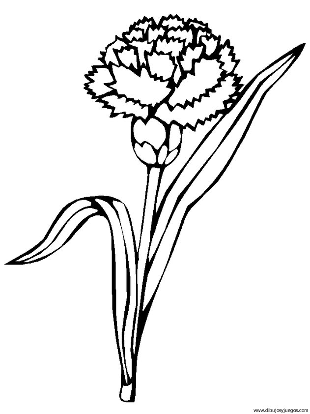 dibujo-flores-claveles-001.gif
