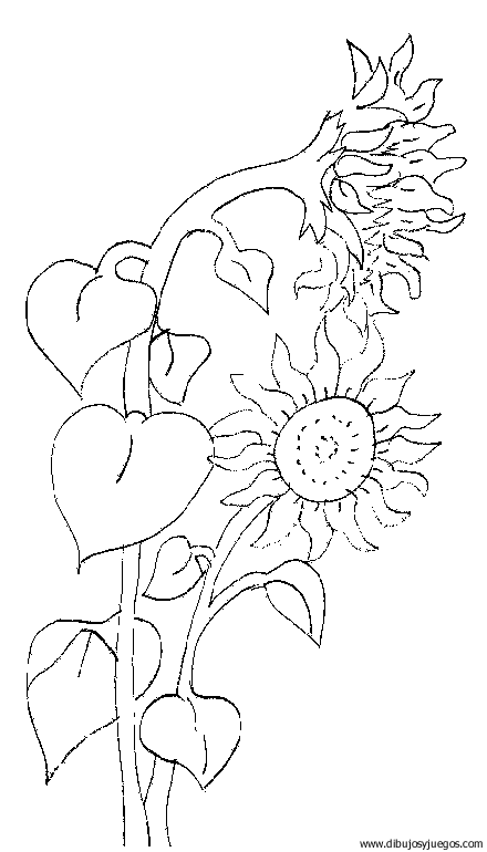 dibujo-flores-girasoles-011.gif