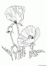 dibujo-flores-amapolas-011
