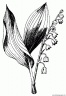 dibujo-flores-campanitas-016