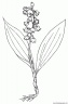 dibujo-flores-campanitas-019